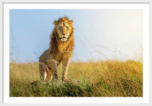 Load image into Gallery viewer, The Lion - Framed Print