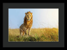 Load image into Gallery viewer, The Lion - Framed Print