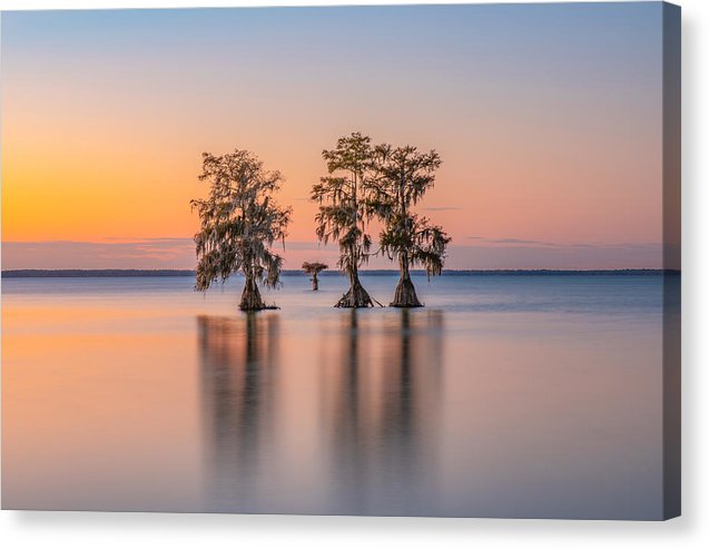 Tree Amigos - Canvas Print