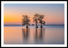 Load image into Gallery viewer, Tree Amigos - Framed Print
