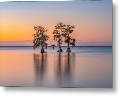 Tree Amigos - Metal Print