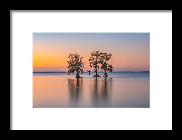 Tree Amigos - Framed Print